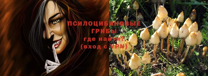 Псилоцибиновые грибы Psilocybe  Партизанск 